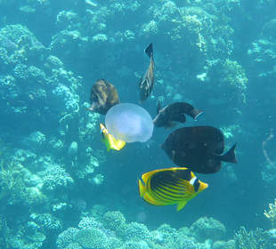 Schnorcheln Hurghada