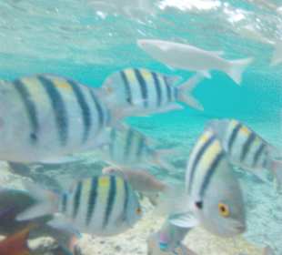 Schnorcheln Makadi Bay