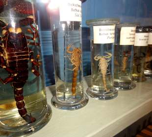 Naturkunde-Museum Bamberg