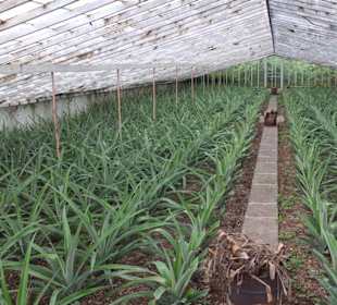 Vorbereitung zum "Räuchern"