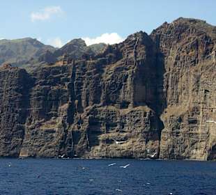 Los Gigantes Felsen und Möwen