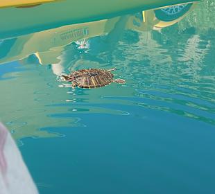 Bootsausflug Georgioupolis