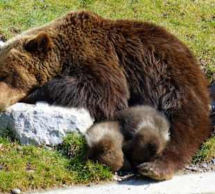 Der erste mittagsschlaf an der sonne!
