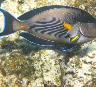 Fischbilder vom Hausriff