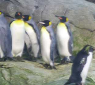 Berliner Zoo