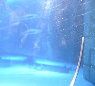 Röhren Aquarium Antalya 