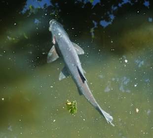 Fische im Krimpelsee