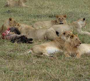 Löwenrudel beim Frühstück