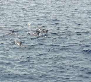 Wunderschöne Delfine