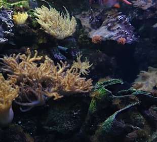 Allwetterzoo Münster