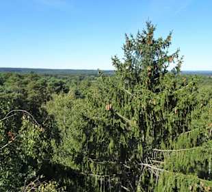 Blick vom Baumwipfelpfad Heide Himmel