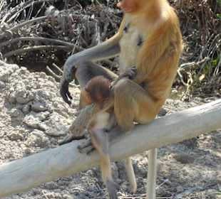 Po to przyjechaliśmy do Sandakan