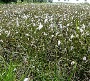 Wollgrasfläche im Moor