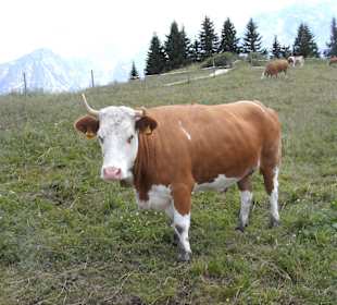 Rossfeld Panorama Straße