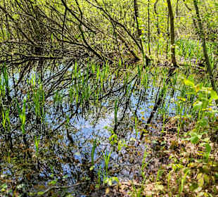 Wasserpflanzen