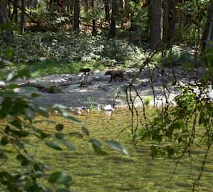 Bären im Yosemite Nationalpark