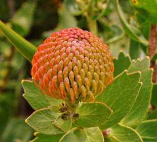 Protea (Zuckerbusch)