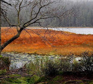 Der Arbersee im Herbst