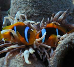 Schnorcheln Makadi Bay