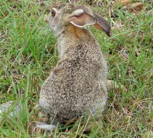 Ein kenianisches Kap-Häschen