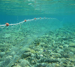 Stellnetze vom Strand bis an die Riffkante