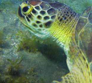 Schnorcheln Marsa Alam