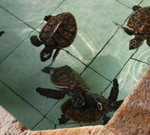 Schildkrötenstation