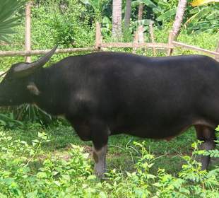 Wasserbüffel