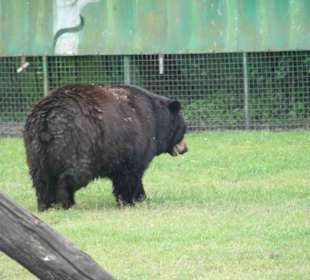 Serengeti Park HodenhagenSerengeti Park Hodenhagen