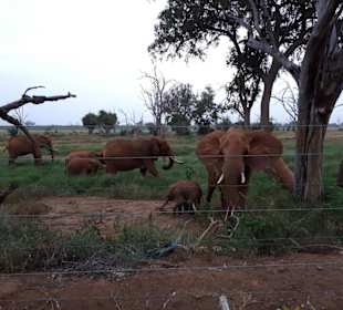 Elefanten neben der Lodge