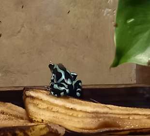 Diamante Eco Adventure Park