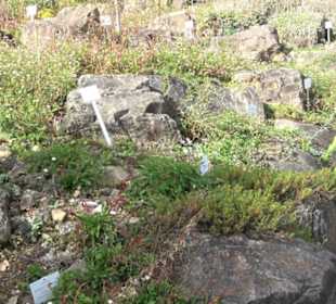 Alpinum