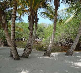 Sonne, Palmen, Strand und Meer - was will man mehr