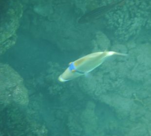 Fisch