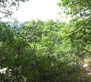 Wandertour an den Traifelbergfelsen