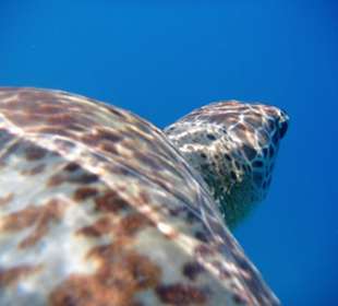 Schildkröte hautnah