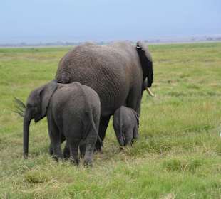 Im Juni haben alle Nachwuchs