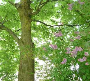 Laubwald im Schlosspark