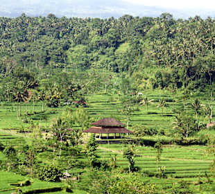 Reisfelder (Ost-Bali)