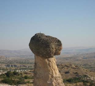 Świat z ptasiego punktu widzenia 