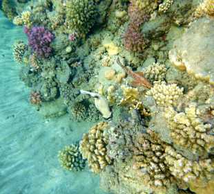 Schnorcheln Marsa Alam