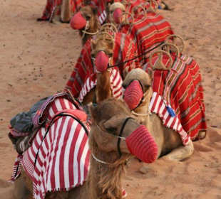 Kamel-Safari in der Nähe von Dubai