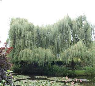 Roślinność w ogrodzie Claude Moneta