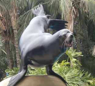 Schaut her, ich bin der Schönste!