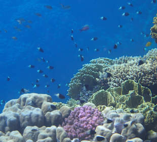 Außenriff Panorama