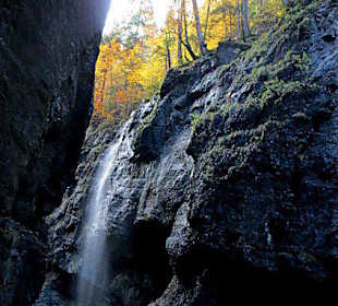 Blick nach oben in den herbstlichen Wald