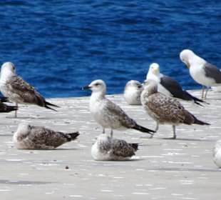 Möven im Hafen von Funchal