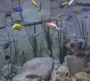 National Aquarium Malta