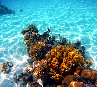 Schnorcheln Marsa Alam