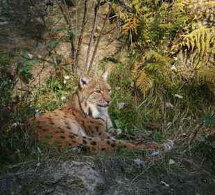 Luchs im Haus zur Wildnis